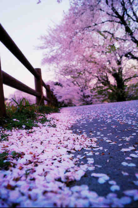 樱花满地
